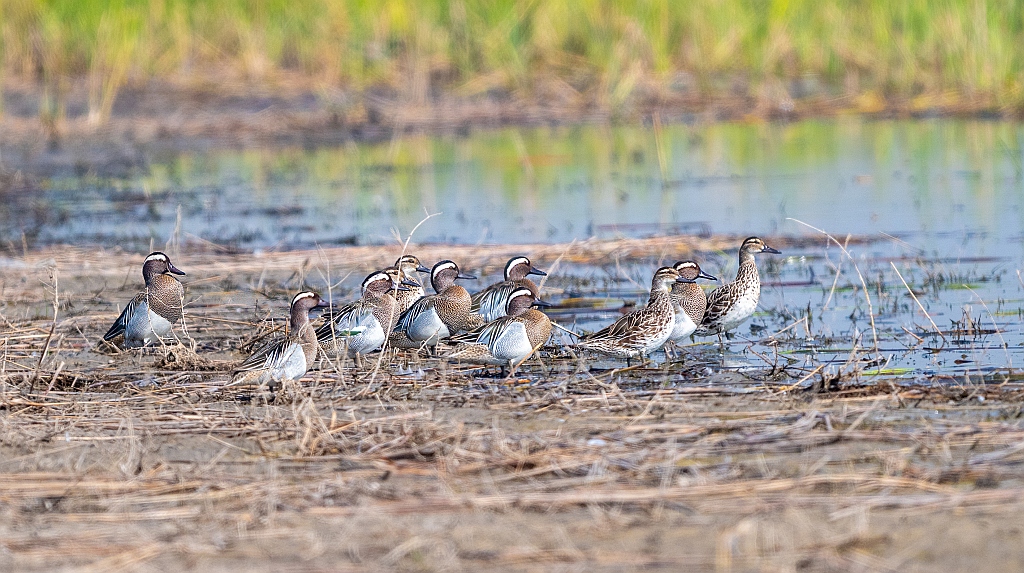 Garganey